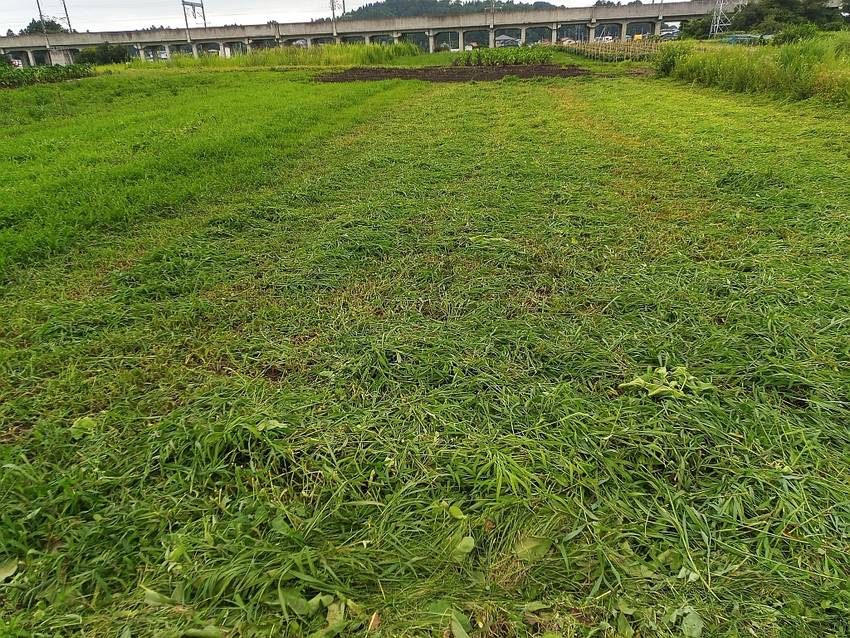草刈り後の畑 地上5cm付近で...