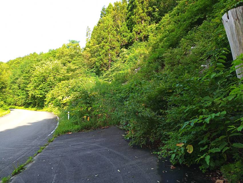 入口付近は夏草が生い茂り、進む...