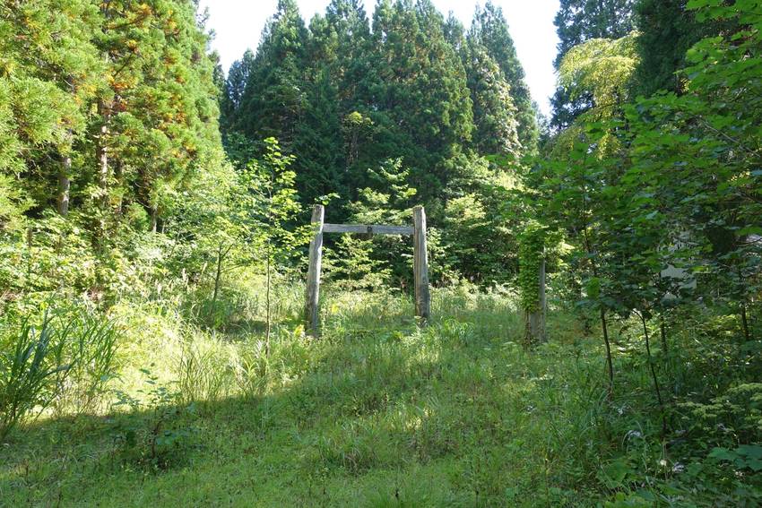 境内の風景です。夏草が生い茂っ...