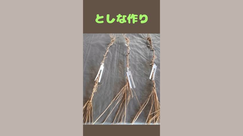 としな作り 2025.02.1...