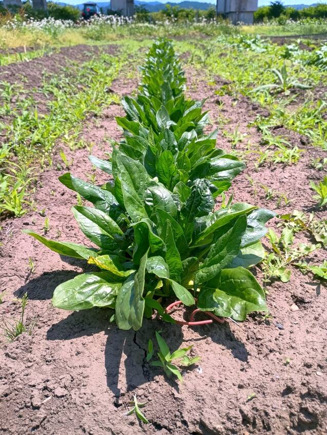 ほうれん草