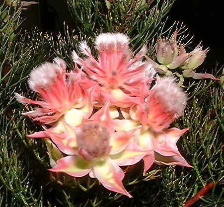 　カルメンの花