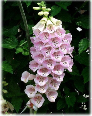 　ジキタリスの花