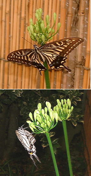 アカパンパスの花