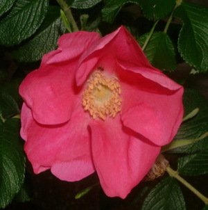 ハマナスの花