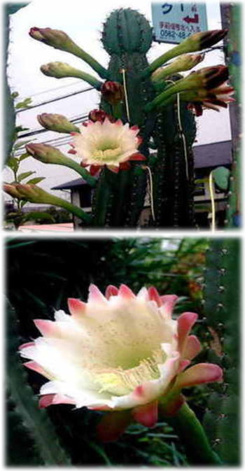 柱サボテンの花