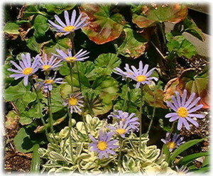 ブルーデージーの花