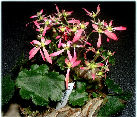 ダイモンジソウの花