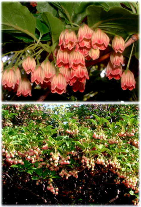 落葉ドウダンツツジの花