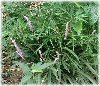 ヤブランの花
