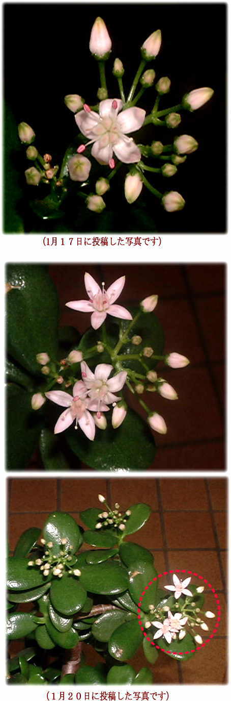 金のなる木の生長記録