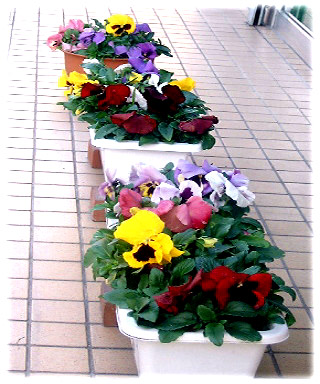 店の前に飾られた大花パンジー