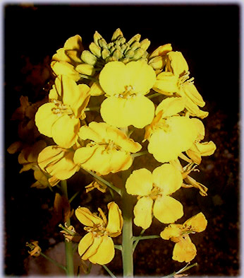 　菜の花