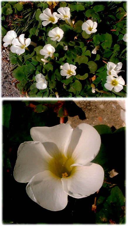 　珍しい白いオキザリスの花