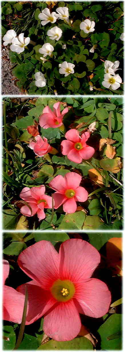 　綺麗なピンクのオキザリスの花