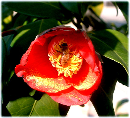 　ヤブツバキの花