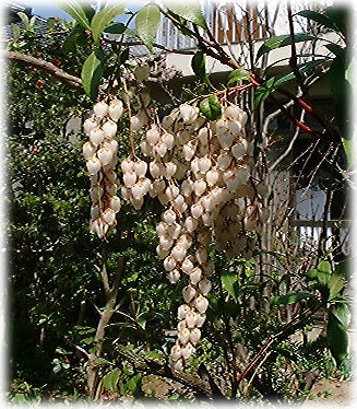 　白いアセビの花