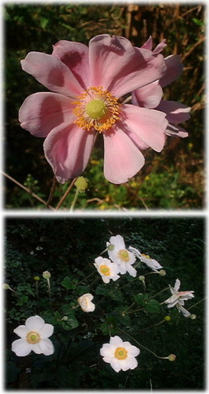　シュウメイギクの花
