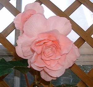 　大花ベコニアの花