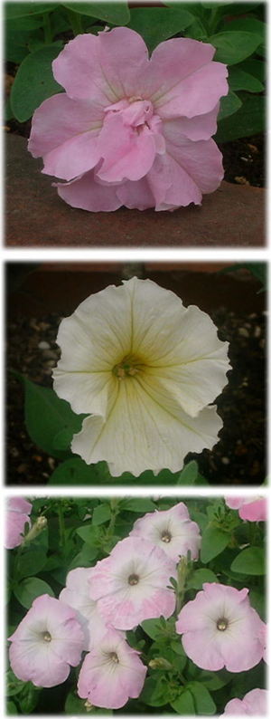 　ペチュウニアの花