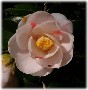 　カジタノアケボノの花