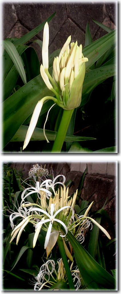 　浜木綿の花