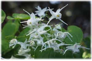 イカリソウの花