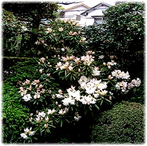 シャクナゲの花