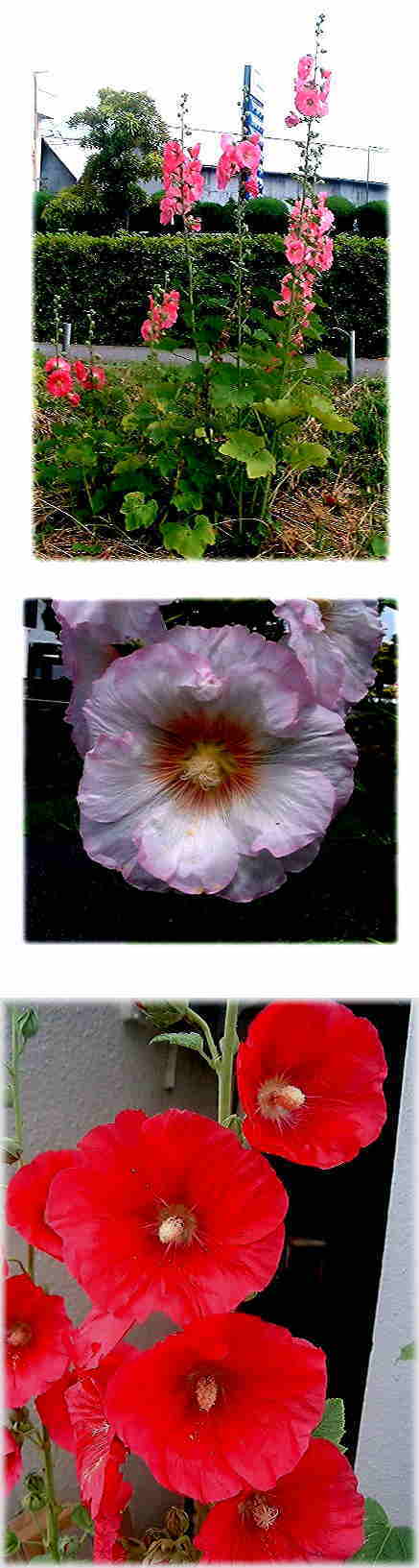 ホリホックの花