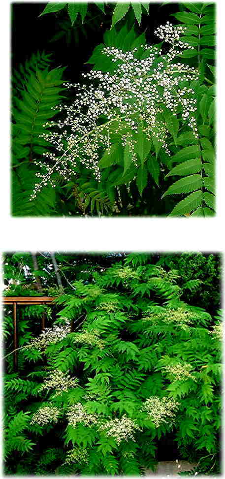 チンシバイの花