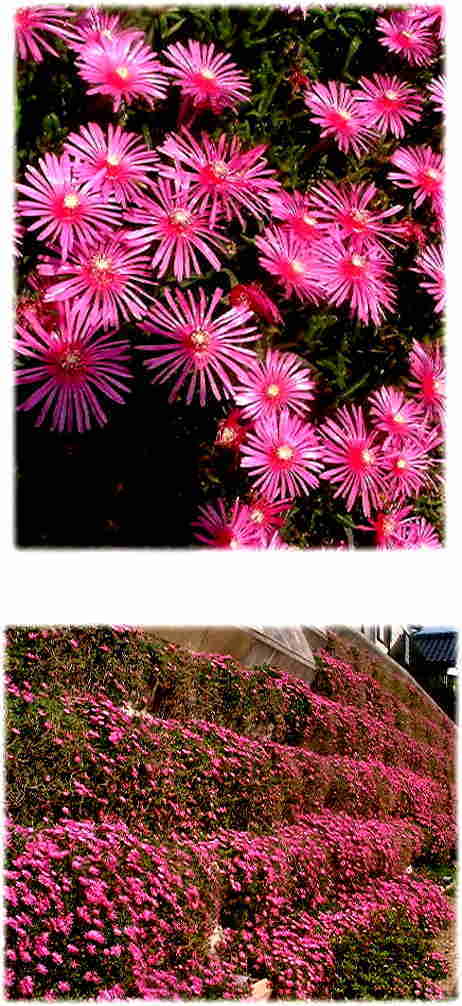 マツバギクの花