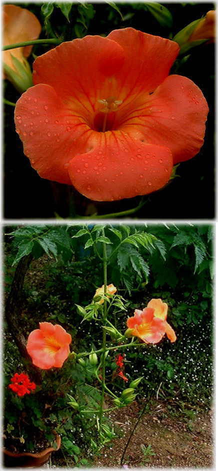 ノウゼンカズラの花