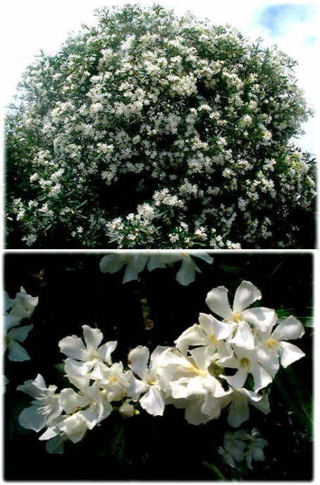 キョウチクトウの花