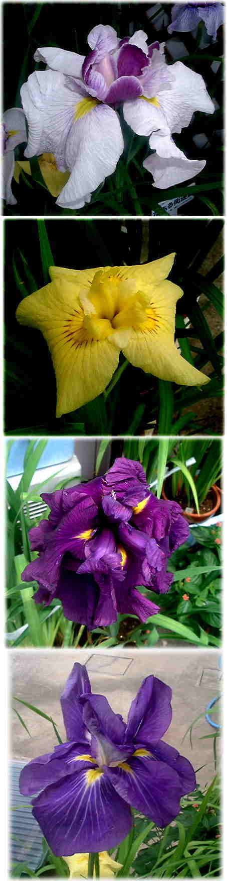 ハナショウブの花