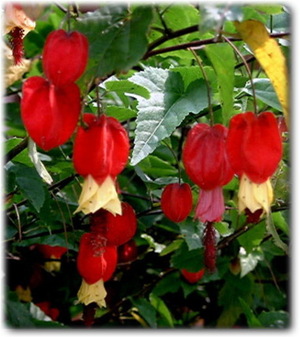 アブチロンの花