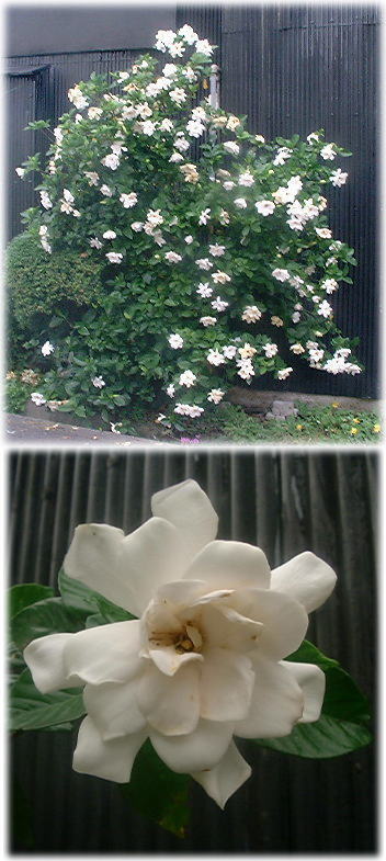 クチナシの花