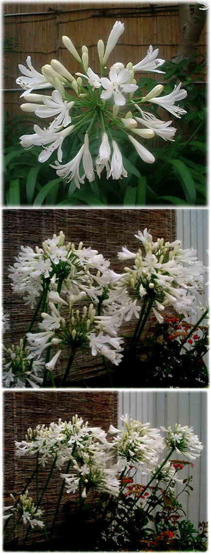 散り始めた白いアガパンサスの花