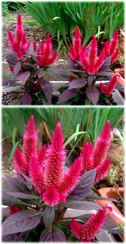 セロシアの花