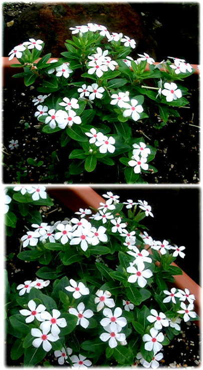 フェアリースターの花