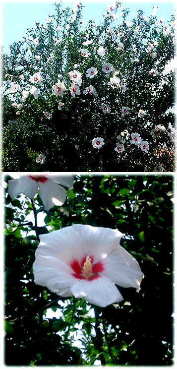 ムクゲの花
