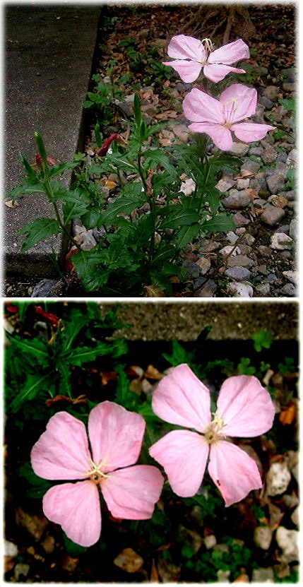 今年最後の月見草の花