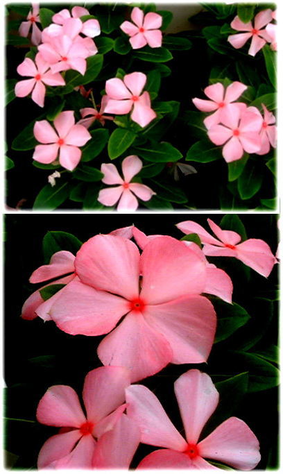 ミラクルの花（ニチニチソウの仲...