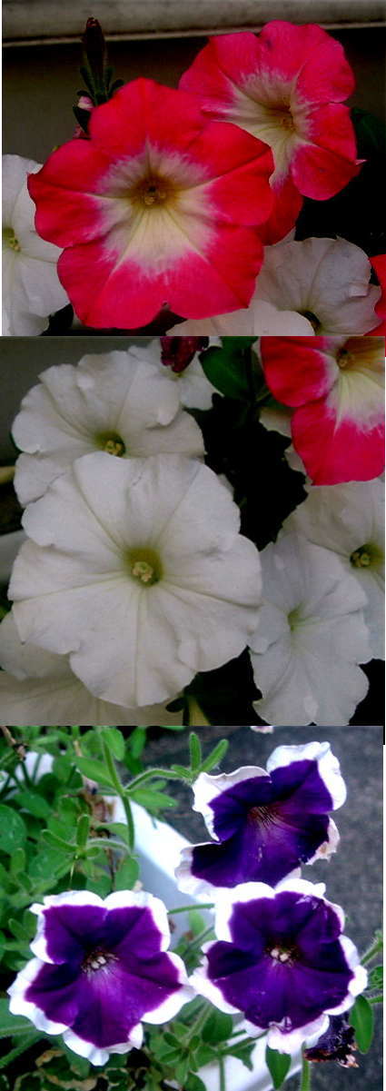 ペチュニアの花