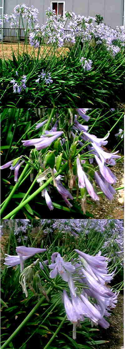アガパンサスの花