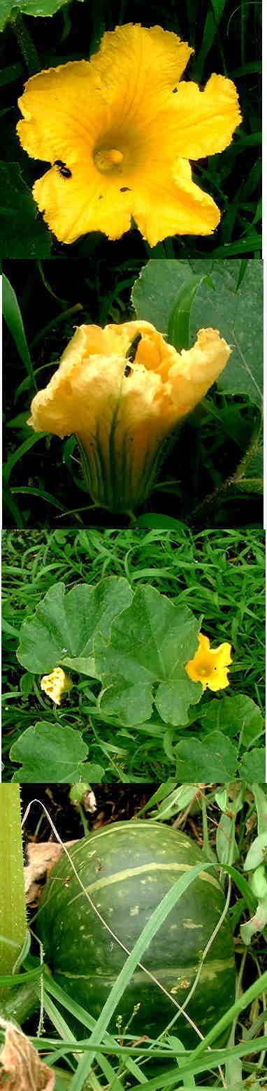 カボチャの花と実