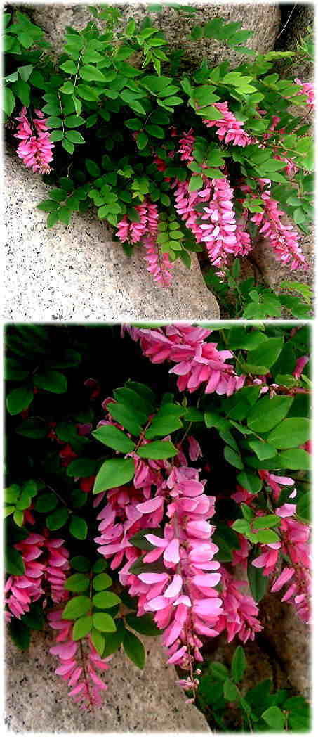 ニワフジの花