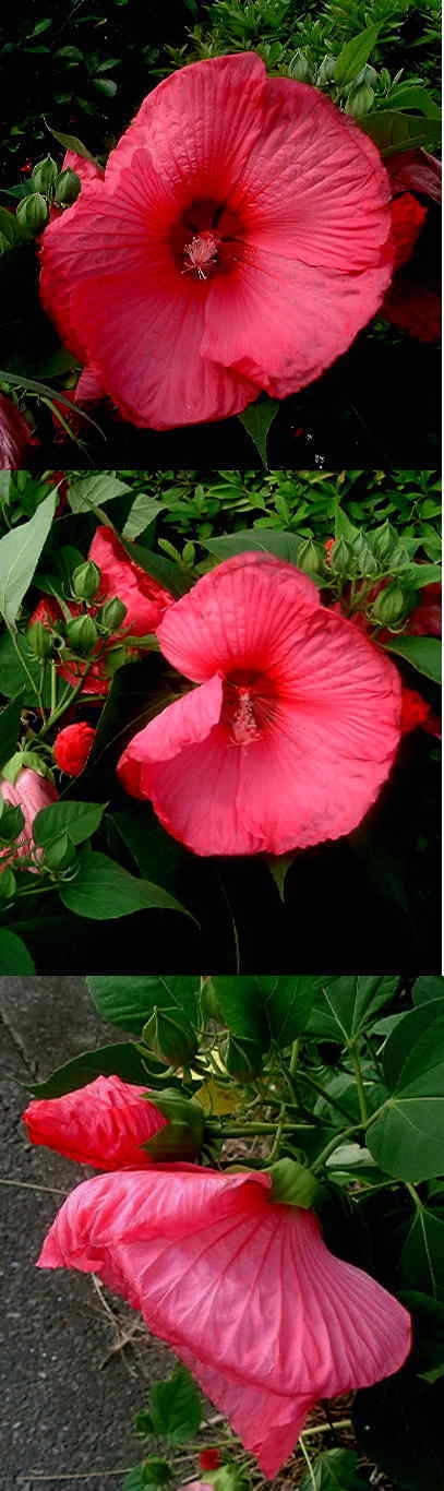 アメリカフヨウの花