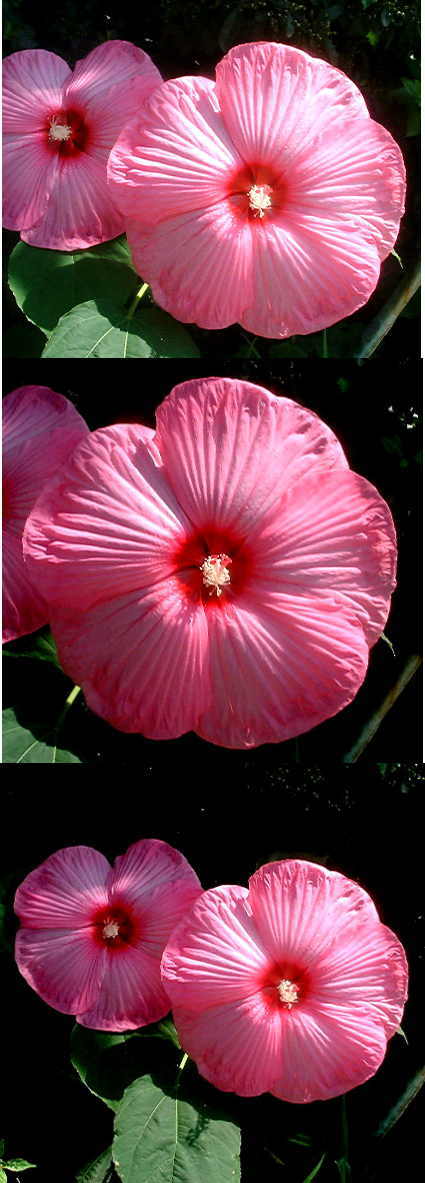 アメリカンフヨウのピンクの花