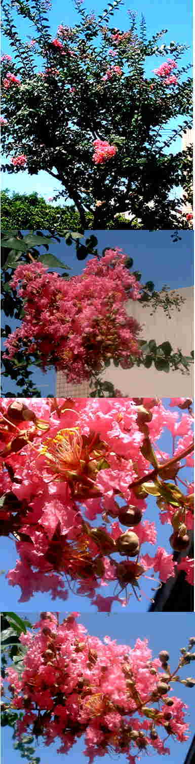 サルスベリの花