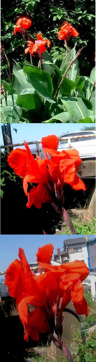 赤いカンナの花